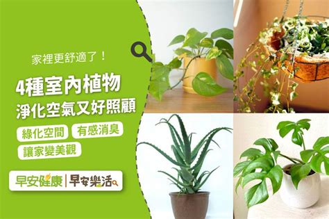 好養植物|9 種室內植物推薦＆植物照顧教學 